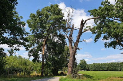 Do obory Soutok na Břeclavsku už zase budou moci turisté. Lesníci zpracovali polomy po vichřici