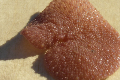 Brněnští vědci hledají cestu k udržitelnému svícení. Může jí být mořský žahavec